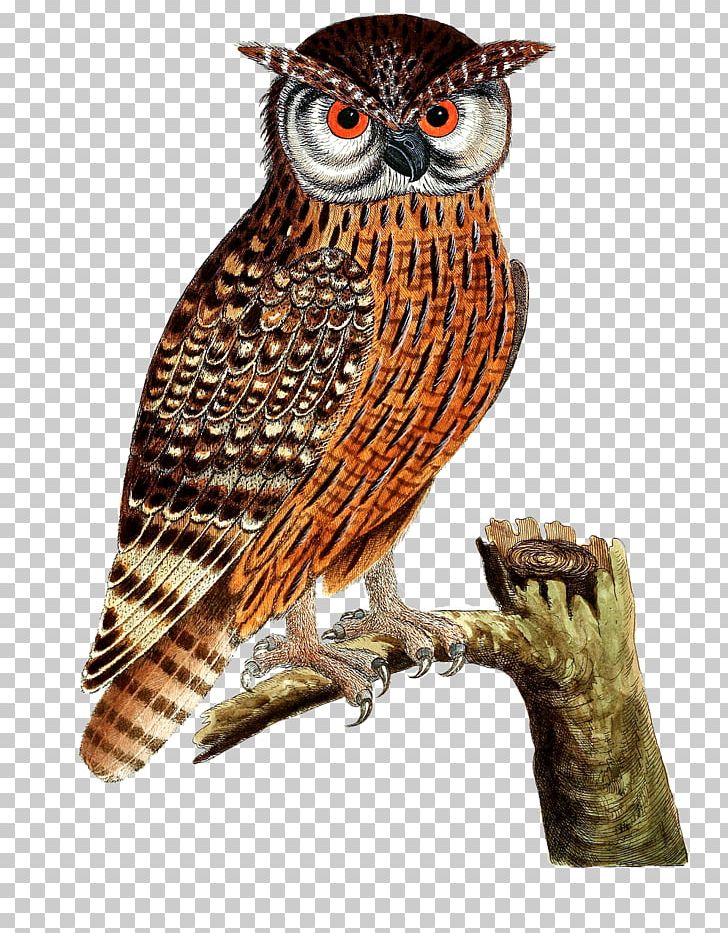 Great Horned Owl Bird Of Prey Eurasian Eagle-owl PNG, Clipart, Animals, Barred Owl, Beak, Bird, Bird Of Prey Free PNG Download