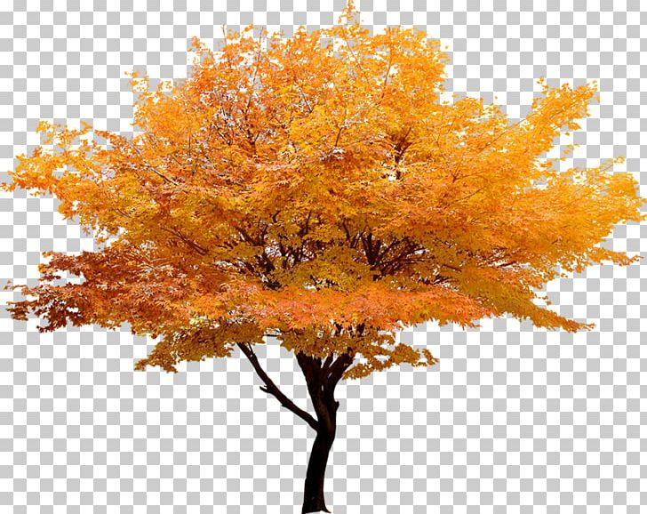 Red Maple Japanese Maple Tree Maple Leaf PNG, Clipart, Adobe Illustrator, Autumn, Branch, Christmas Tree, Coconut Tree Free PNG Download