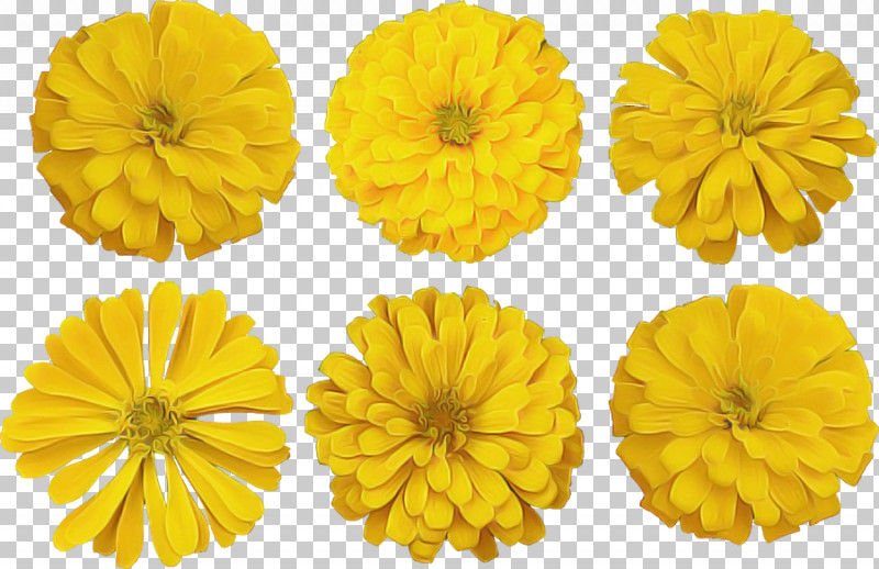 Yellow English Marigold Flower Petal Plant PNG, Clipart, Daisy Family, English Marigold, Flower, Gerbera, Petal Free PNG Download