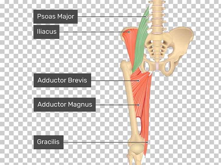 Adductor Longus Muscle Adductor Magnus Muscle Adductor Muscles Of The Hip Adductor Brevis Muscle Anatomy PNG, Clipart, Adductor Brevis Muscle, Adductor Longus Muscle, Adductor Magnus Muscle, Anatomy, Angle Free PNG Download