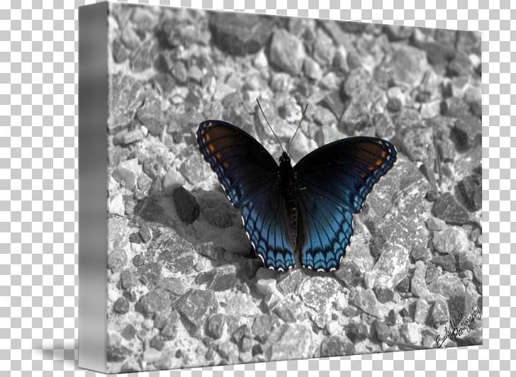 Nymphalidae Lycaenidae Butterfly Cobalt Blue PNG, Clipart, Blue, Brush Footed Butterfly, Butterfly, Cobalt, Cobalt Blue Free PNG Download