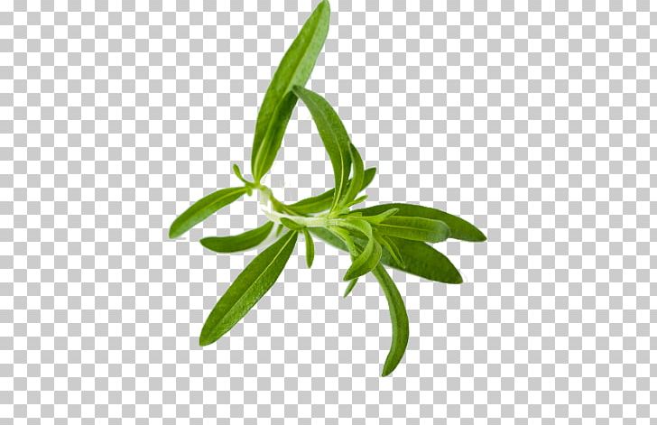 Tea Summer Savory Herb Tarragon PNG, Clipart, Basil, Beefsteak Plant, Food, Herb, Herbal Free PNG Download