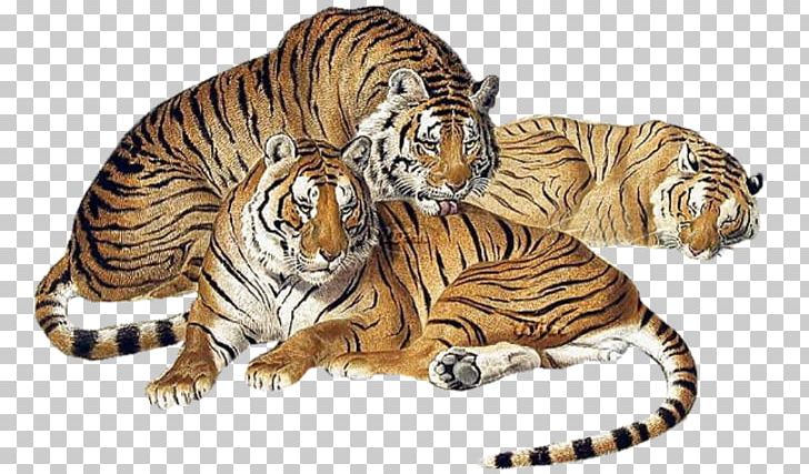 Tiger Portable Network Graphics GIF PNG, Clipart, Advertising, Animal, Animals, Big Cats, Carnivoran Free PNG Download