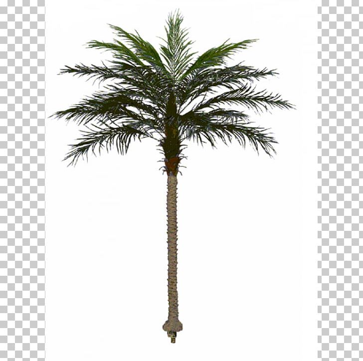 Asian Palmyra Palm Canary Island Date Palm Palm Trees Babassu PNG, Clipart, Arecales, Asian Palmyra Palm, Attalea, Attalea Speciosa, Borassus Free PNG Download