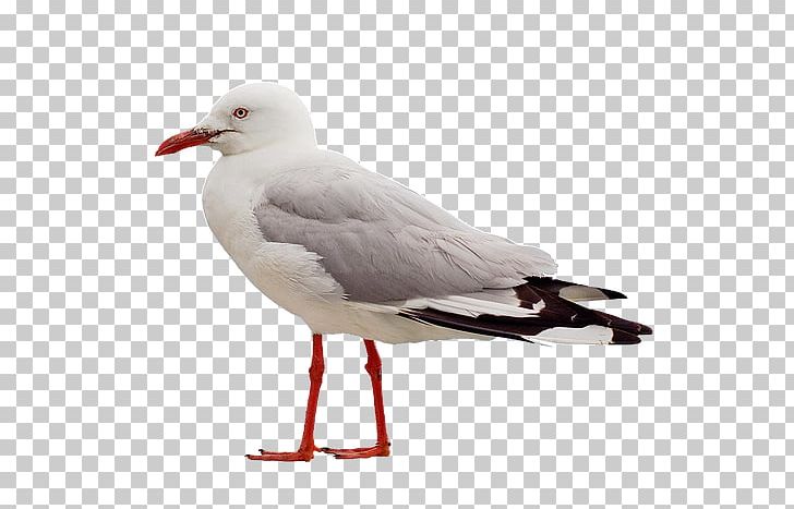 Gulls Bird Portable Network Graphics Pigeons And Doves PNG, Clipart, Bald Eagle, Beak, Bird, Bird Control Spike, Charadriiformes Free PNG Download