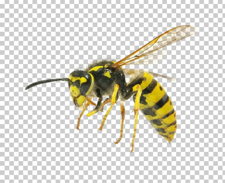 Hornet Characteristics Of Common Wasps And Bees Insect Yellowjacket PNG, Clipart, Arthropod, Bee, Bee Removal, Doncaster, Eastern Cicada Killer Free PNG Download