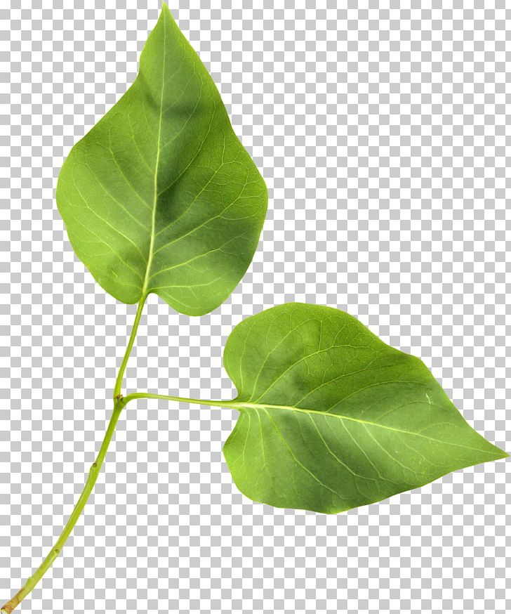Leaf Plant Stem Blog PNG, Clipart, Alismatales, Blog, Computer Icons, Green, Green Leaf Free PNG Download