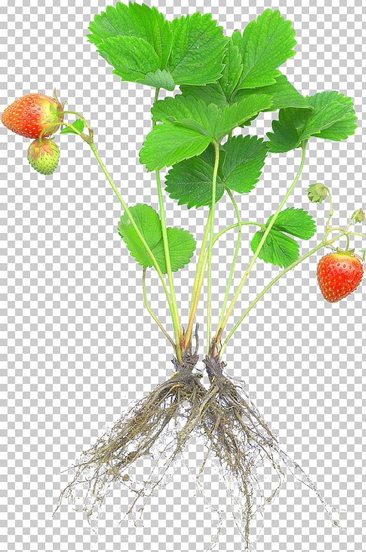 Strawberry Plant Rosaceae Fruit Cultivar PNG, Clipart, Aggregate Fruit