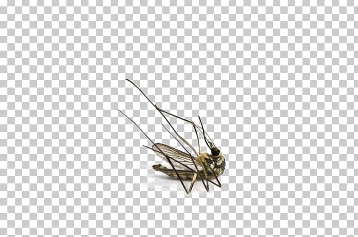 Fly Insect The Dead Mosquito Pollinator PNG, Clipart, Arthropod, Background, Cobra, Cobra Snake, Fly Free PNG Download