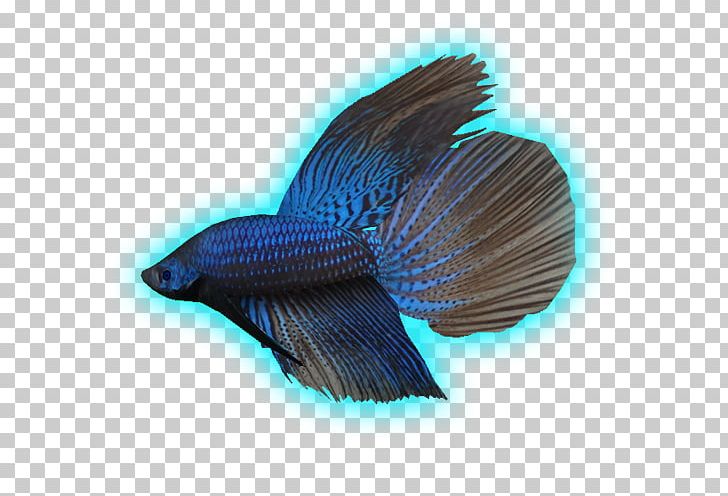 Marine Biology Fauna Tail Fish PNG, Clipart, Beta Fish, Biology, Blue, Cobalt Blue, Electric Blue Free PNG Download