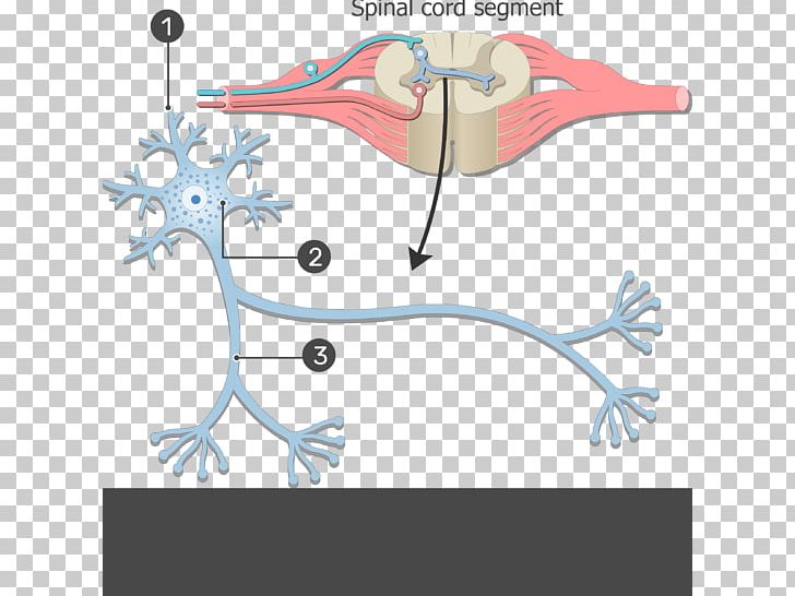 Neuron Nervous System Soma Cell Human Body PNG, Clipart, Anatomy, Angle, Area, Art, Beak Free PNG Download