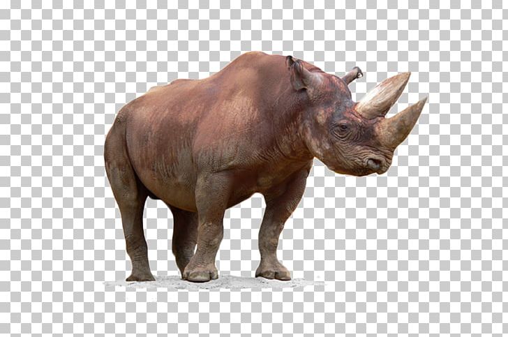 Black Rhinoceros Horn PNG, Clipart, Animal, Animal Background Image, Animals, Background, Decorative Free PNG Download