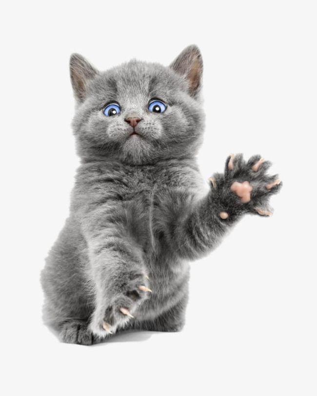 Gray Kitten PNG, Clipart, Animal, Cat, Gray, Gray Clipart, Kitten Clipart Free PNG Download