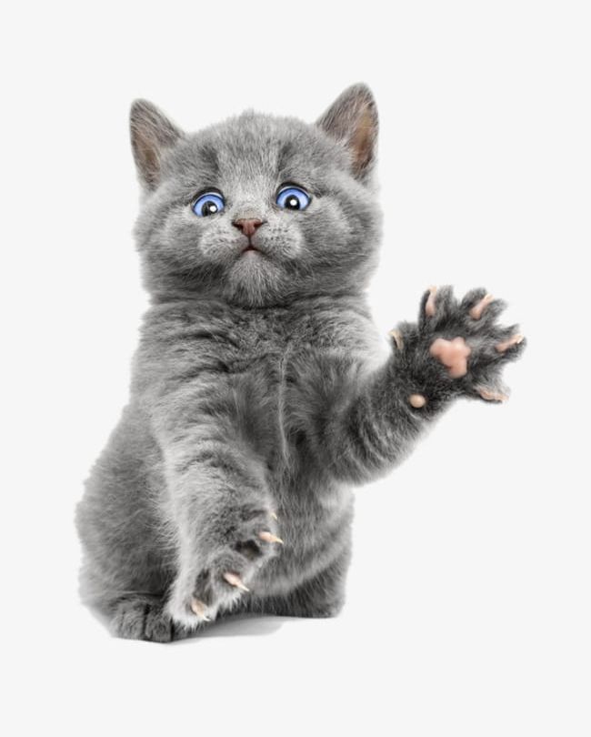 Gray Kitten PNG