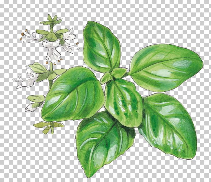 Basil Pianta Aromatica Garden Herb Tarragon PNG, Clipart, Basil, Food Drinks, Garden, Gardener, Gardening Free PNG Download