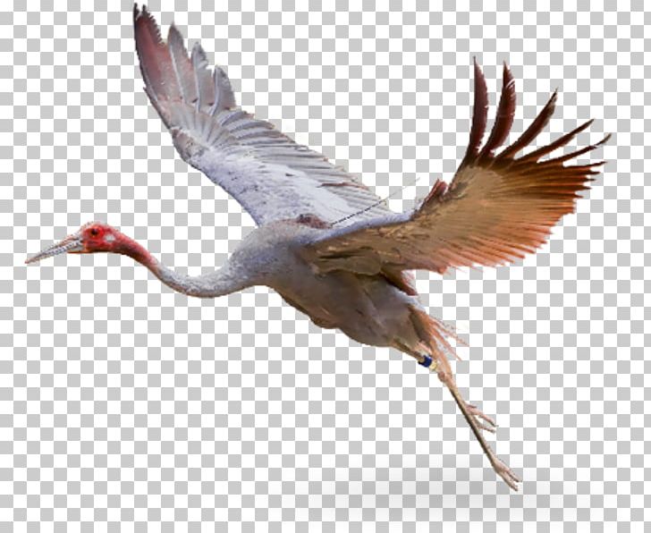 Sarus Crane Hellabrunn Zoo Animal PNG, Clipart, Animal, Beak, Bird, Common Reed, Crane Free PNG Download