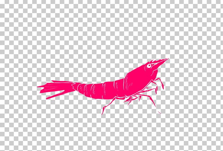 Decapoda Insect Pink M Close-up Font PNG, Clipart, Animals, Art Neon, Closeup, Decapoda, Insect Free PNG Download