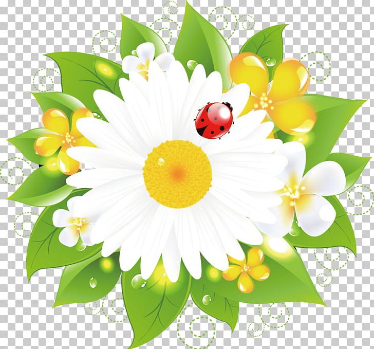 Educator Kindergarten School Child Matricaria PNG, Clipart, Child, Chrysanths, Class, Daisy, Daisy Family Free PNG Download