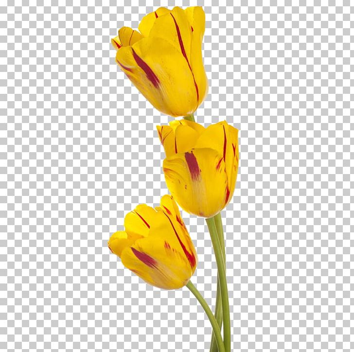 Tulip Yellow Flower Stock Photography PNG, Clipart, Beautiful, Bud, Color, Cut Flowers, Download Free PNG Download