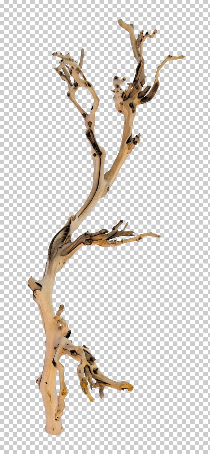 Branch Tree Twig Wood PNG, Clipart, Branch, Forest, Nature, Plant, Root Free PNG Download