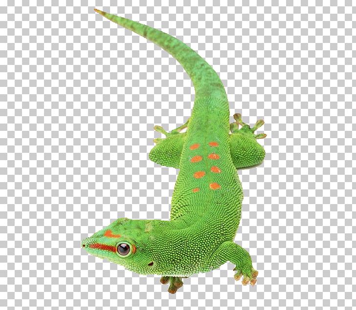 Lizard PNG, Clipart, Animal, Animals, Background Green, Decoration, Display Resolution Free PNG Download