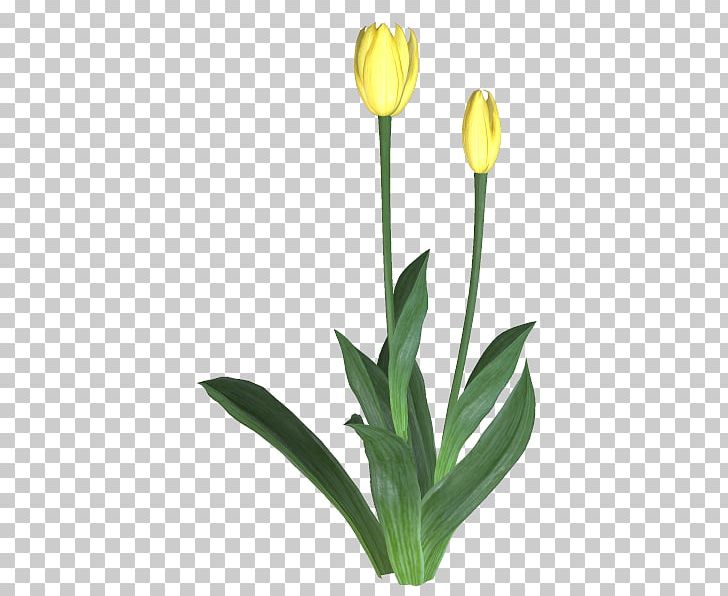 Tulip Cut Flowers TinyPic Plant Stem PNG, Clipart, Bud, Cut Flowers, Flower, Flowering Plant, Flowerpot Free PNG Download