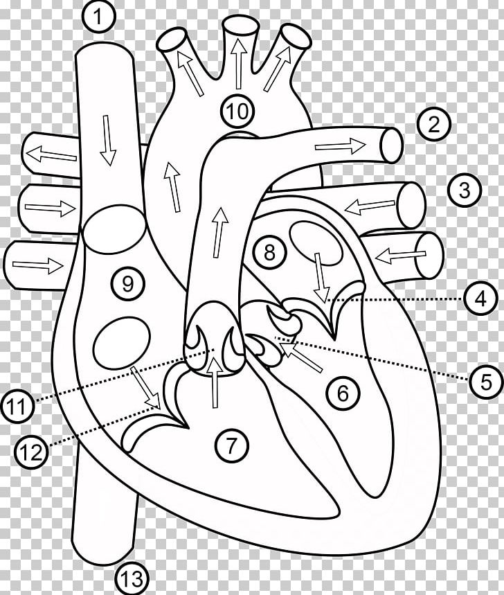Heart Butterfly Anatomy Human Body Organ PNG, Clipart, Anatomy, Angle, Animal, Area, Artery Free PNG Download