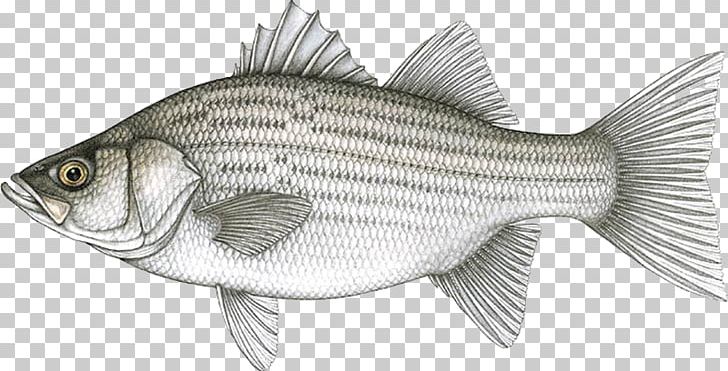 Hybrid Striped Bass White Bass Fishing Bluegill PNG, Clipart, Angling, Barramundi, Bass, Bass Fishing, Bluegill Free PNG Download