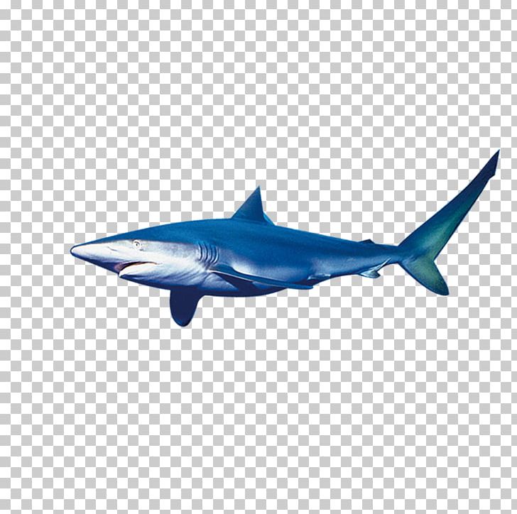 Requiem Shark Marine Biology PNG, Clipart, Animals, Big Shark, Blue, Cart, Cartoon Shark Free PNG Download