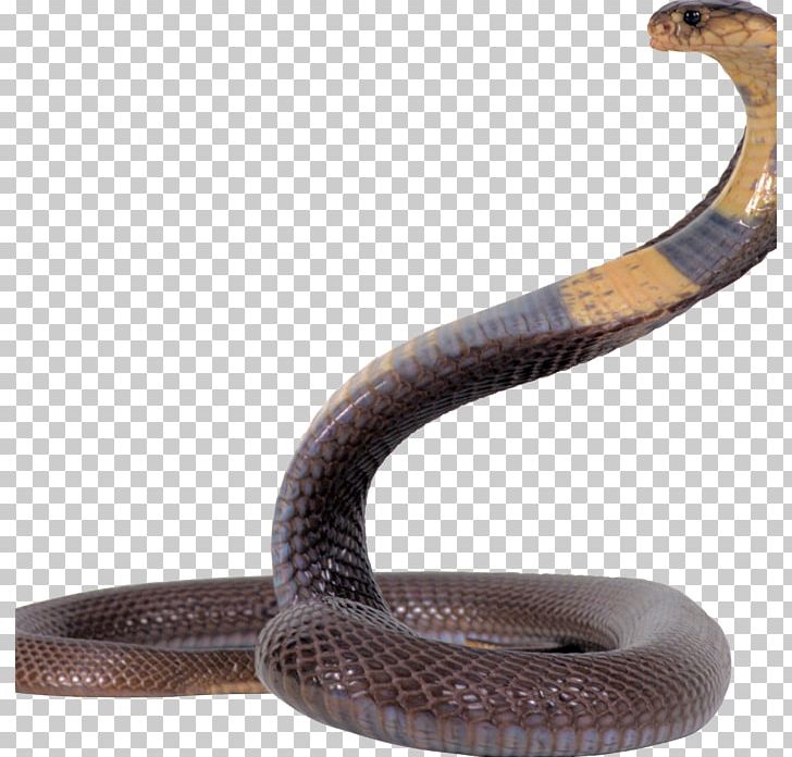 Snake Reptile PNG, Clipart, Animals, Boa Constrictor, Boas, Cobra, Computer Icons Free PNG Download