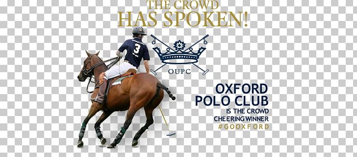 University Of Oxford Oxford University Polo Club Horse PNG, Clipart ...