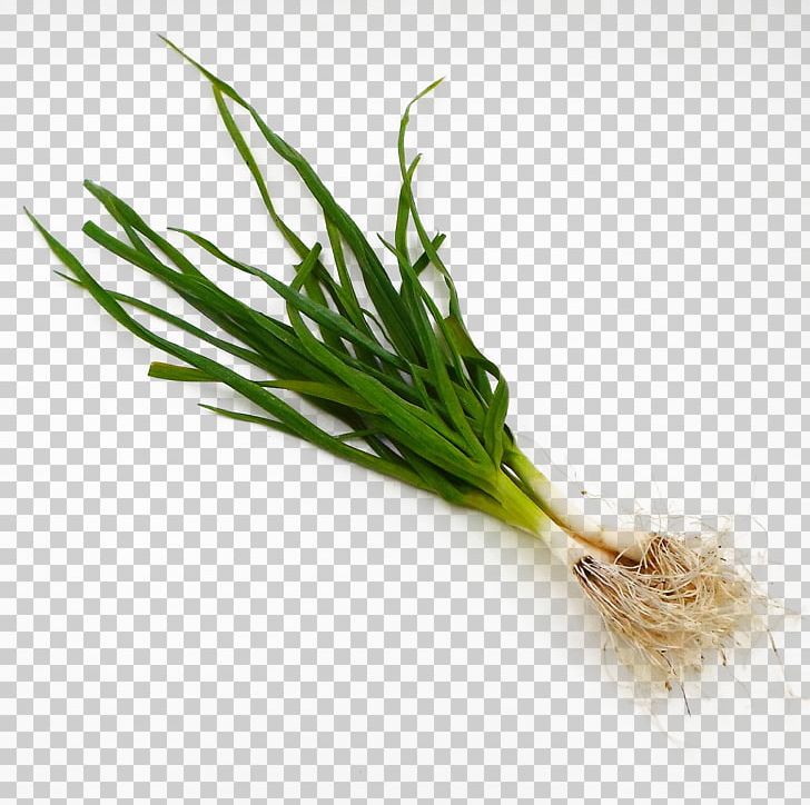 Allium Fistulosum Shallot Scallion Vegetable PNG, Clipart, Allium Fistulosum, Background Green, Bell Pepper, Chives, Commodity Free PNG Download