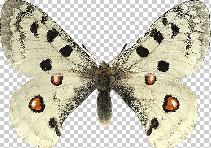 Butterfly Apollo Parnassius Phoebus Species Large White PNG, Clipart, Apollo, Apolo, Arthropod, Bombycidae, Brush Footed Butterfly Free PNG Download