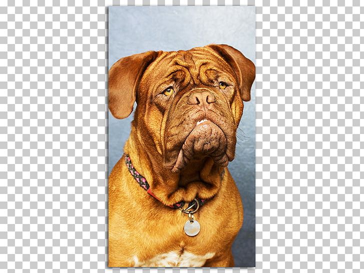 Dogue De Bordeaux English Mastiff Bullmastiff Ca De Bou Boxer PNG, Clipart, Animal, Animals, Boerboel, Bordeaux, Boxer Free PNG Download