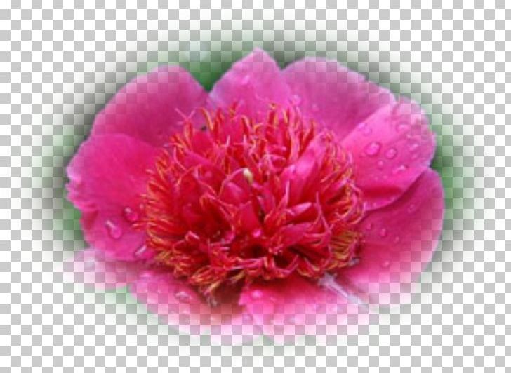 Peony Stock Photography PNG, Clipart, Carnation, Colourbox, Cut Flowers, Flower, Flowering Plant Free PNG Download