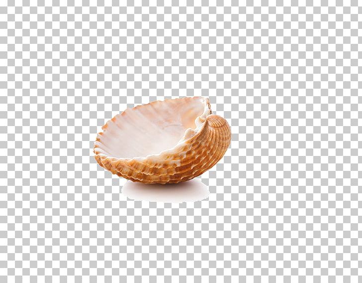 Seashell Google S PNG, Clipart, Adobe Illustrator, Conch, Conch Pictures, Download, Encapsulated Postscript Free PNG Download