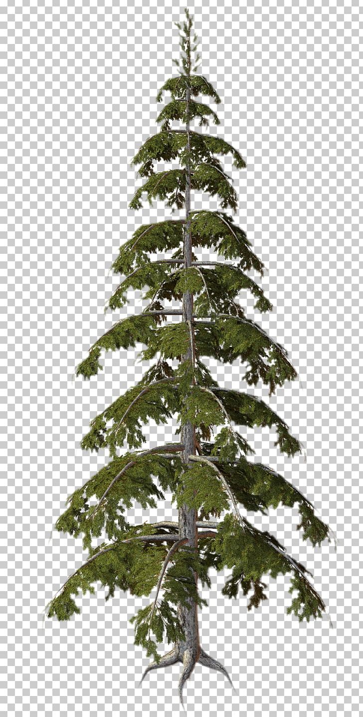Tree Plant Conifers PNG, Clipart, 3d Computer Graphics, Branch, Christmas Decoration, Christmas Ornament, Christmas Tree Free PNG Download