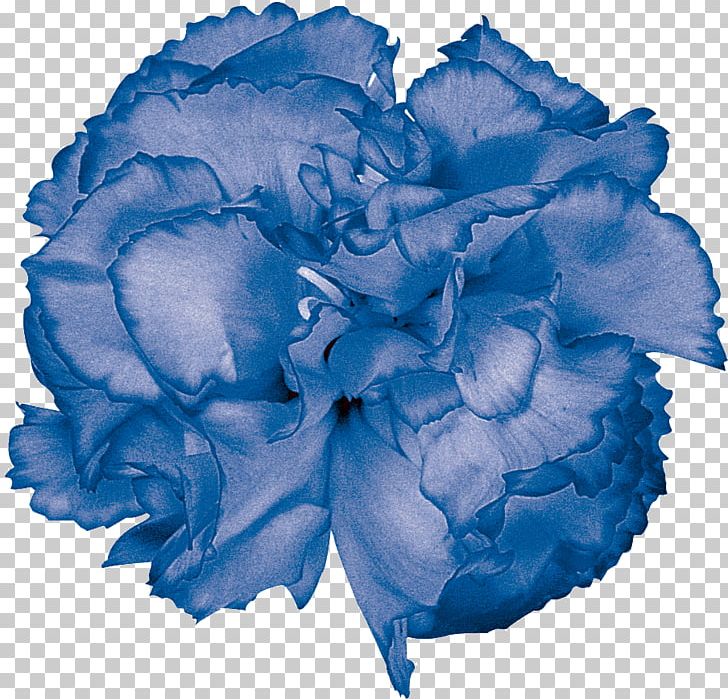 Blue Rose Garden Roses Color Cut Flowers PNG, Clipart, Advertising, Aqua, Blue, Blue Rose, Carnation Free PNG Download