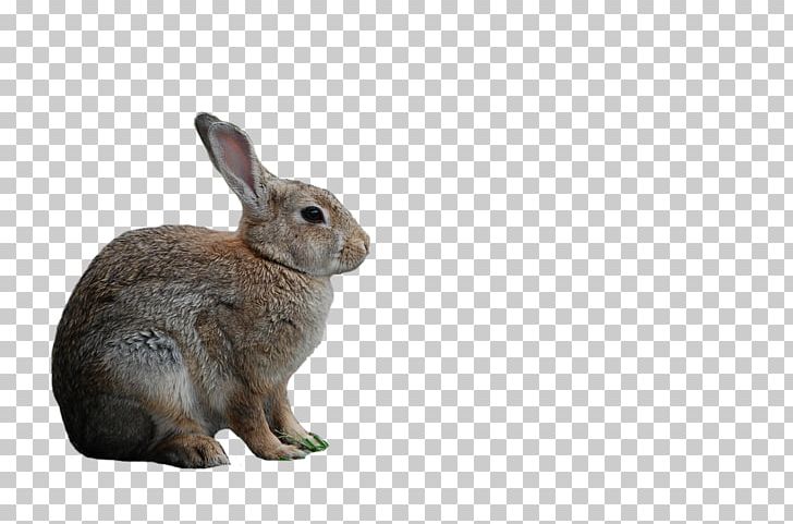 Domestic Rabbit Hare Whiskers Pet PNG, Clipart, Animal, Animals, Domestic Rabbit, Fauna, Hare Free PNG Download