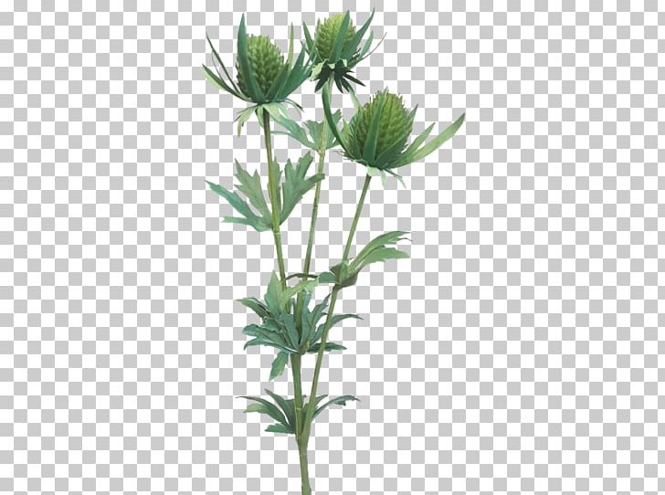 Flowering Plant Herbaceous Plant Plant Stem Flowerpot Subshrub PNG, Clipart, Flower, Flowering Plant, Flowerpot, Herb, Herbaceous Plant Free PNG Download