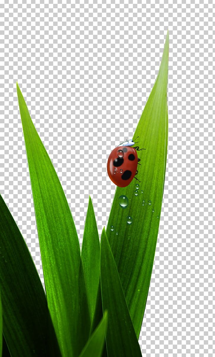 Ladybird Poster PNG, Clipart, Adobe Illustrator, Artificial Grass, Cartoon Grass, Creative Grass, Encapsulated Postscript Free PNG Download