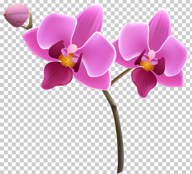Orchids Purple PNG, Clipart, Barnett Wood Infant School, Blog, Clipart, Clip Art, Dendrophylax Lindenii Free PNG Download