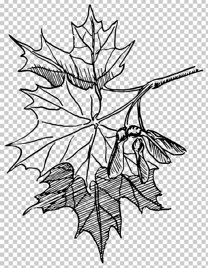 Sugar Maple Maple Syrup PNG, Clipart, Artwork, Black And White, Branch, Desktop Wallpaper, Drawing Free PNG Download