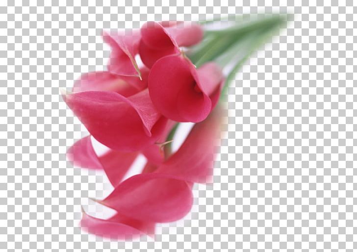 Tulip Digital Illustration Flower Bouquet PNG, Clipart, 1080p, Cicek, Cicek Buketleri, Closeup, Cut Flowers Free PNG Download