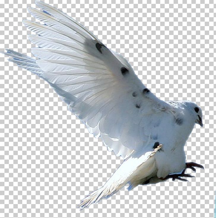 Bird Columbidae Rock Dove Feather PNG, Clipart, Animals, Beak, Bird, Colombe, Columbidae Free PNG Download