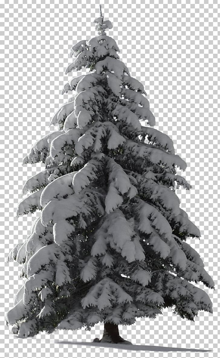 Christmas Tree Snow PNG, Clipart, Artificial Christmas Tree, Black And White, Christmas, Christmas Decoration, Christmas Ornament Free PNG Download