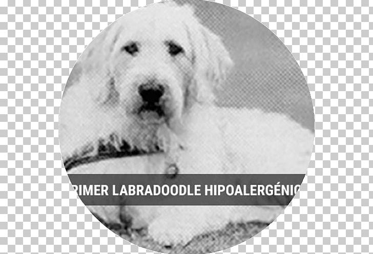 Golden Retriever Puppy Great Pyrenees Dog Breed Kuvasz PNG, Clipart, Animals, Australian, Boxer, Breed, Breeder Free PNG Download