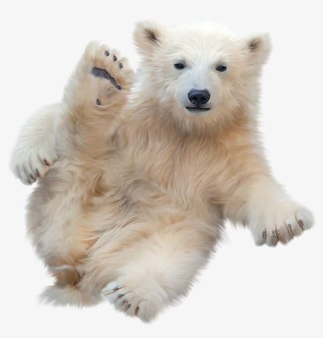 Polar Bear PNG, Clipart, Animal, Bear, Bear Clipart, Bear Clipart, Lovely Free PNG Download