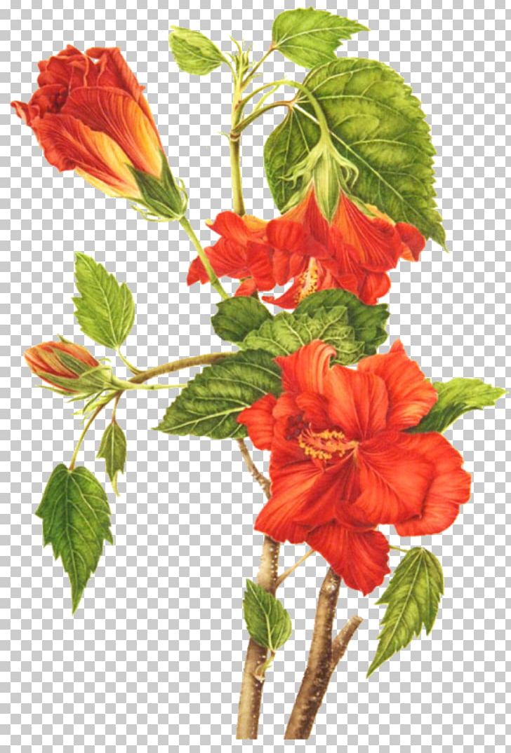 Roselle Shoeblackplant Drawing Flower Botanical Illustration PNG, Clipart, Bouquet, Bouquet Of Flowers, Branch, Flower Arranging, Flowers Free PNG Download