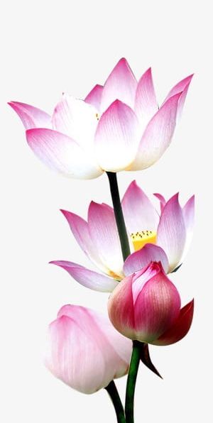 Water Lotus Decorative Material PNG, Clipart, Chinese, Chinese Style, Decoration, Decorative Clipart, Festival Free PNG Download